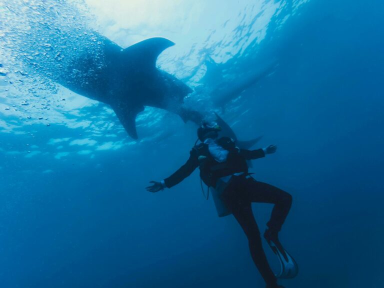 From below of anonymous diver in wetsuit and fins with oxygen tank swimming next to big shark underwater in ocean